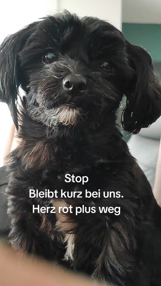 TikTok video thumbnail by pppi826