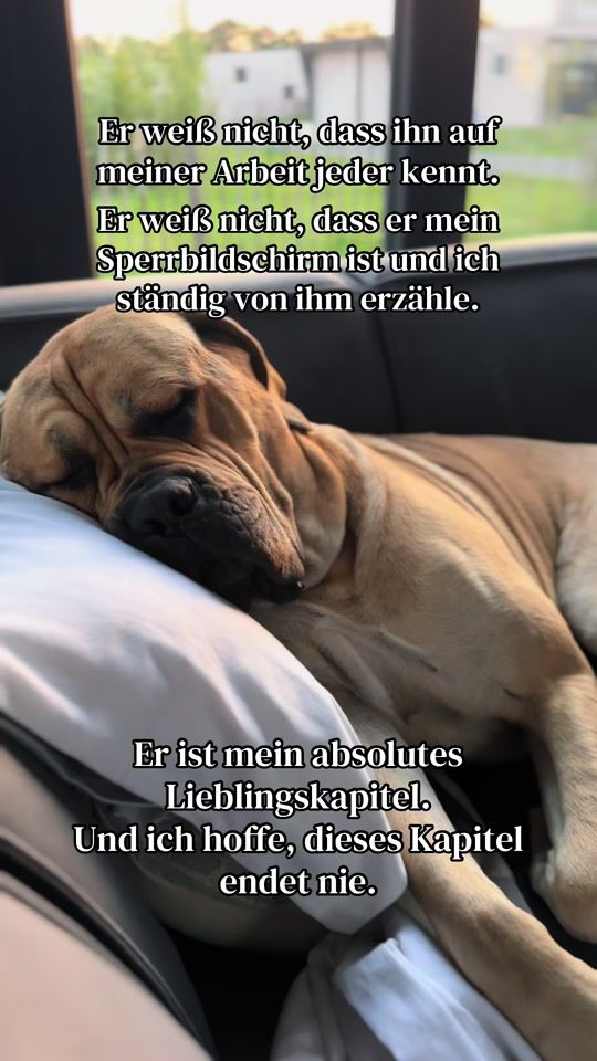 TikTok video thumbnail by canecorso.baxter