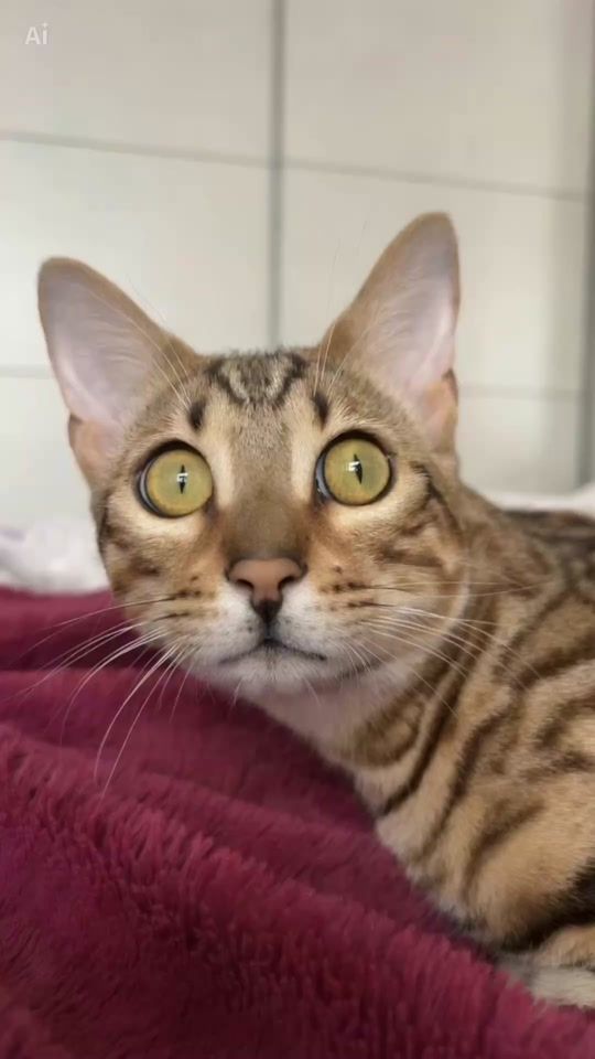 TikTok video thumbnail by avabeng