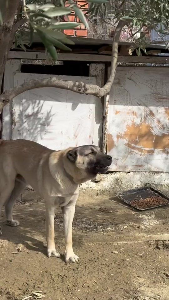 TikTok video thumbnail by kangal_tigri_puma_rusha_