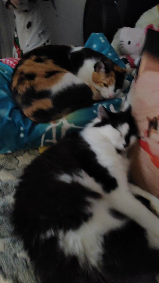 TikTok video thumbnail by alexpop595