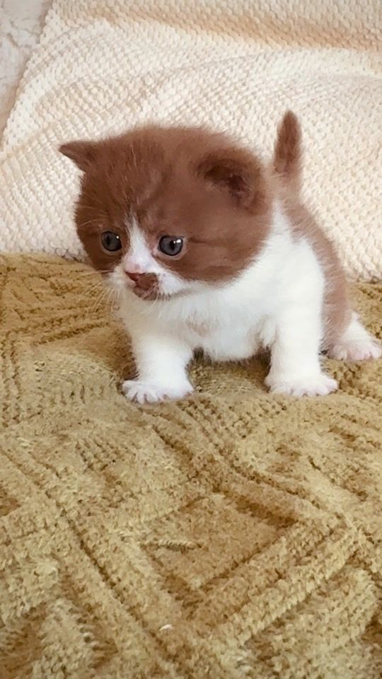 TikTok video thumbnail by jayas_cats