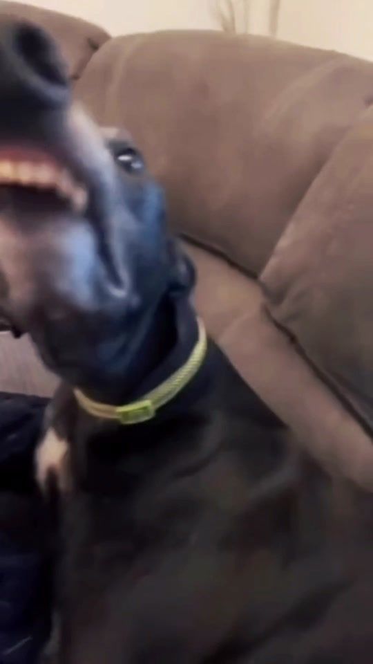 TikTok video thumbnail by animalsphere8