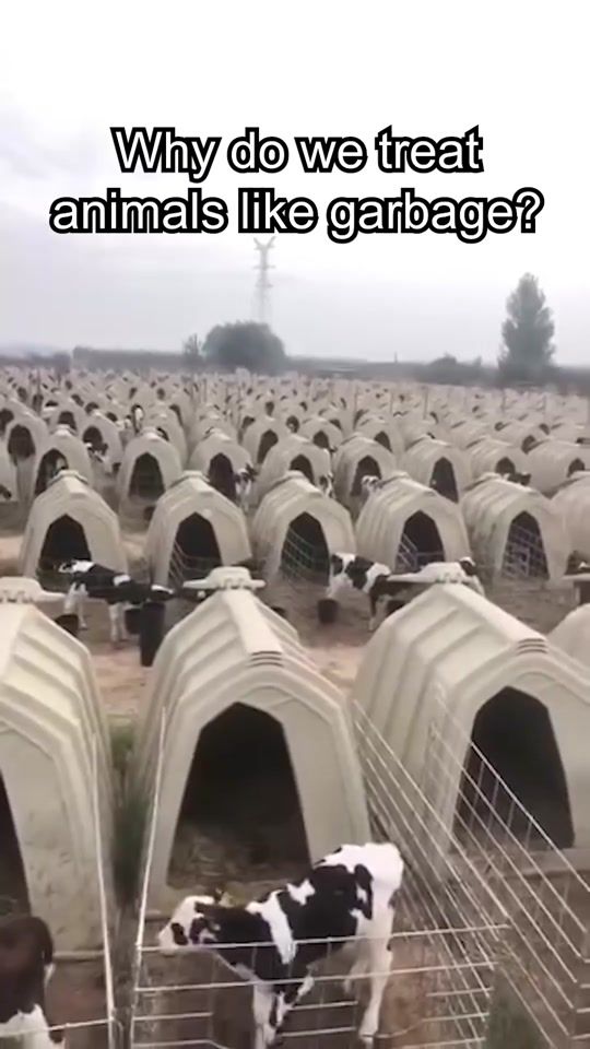 TikTok video thumbnail by vegan.f.t.a