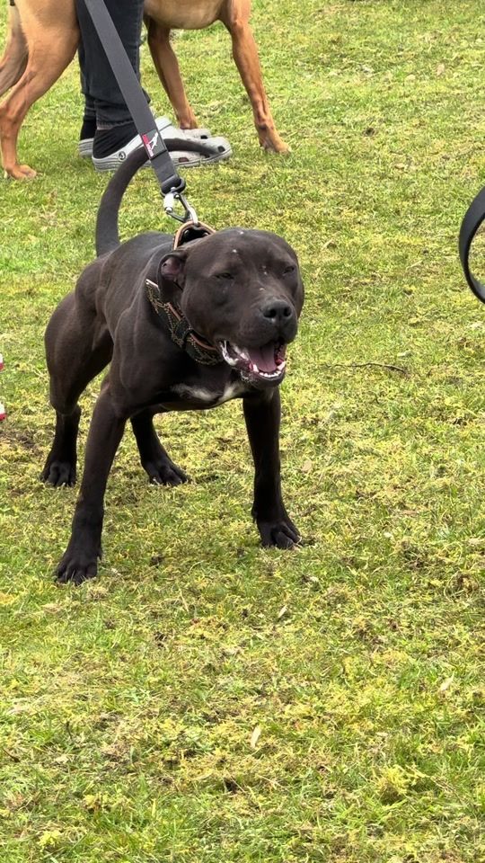TikTok video thumbnail by forest_hill_kennel