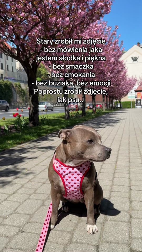 TikTok video thumbnail by kebabstaffik