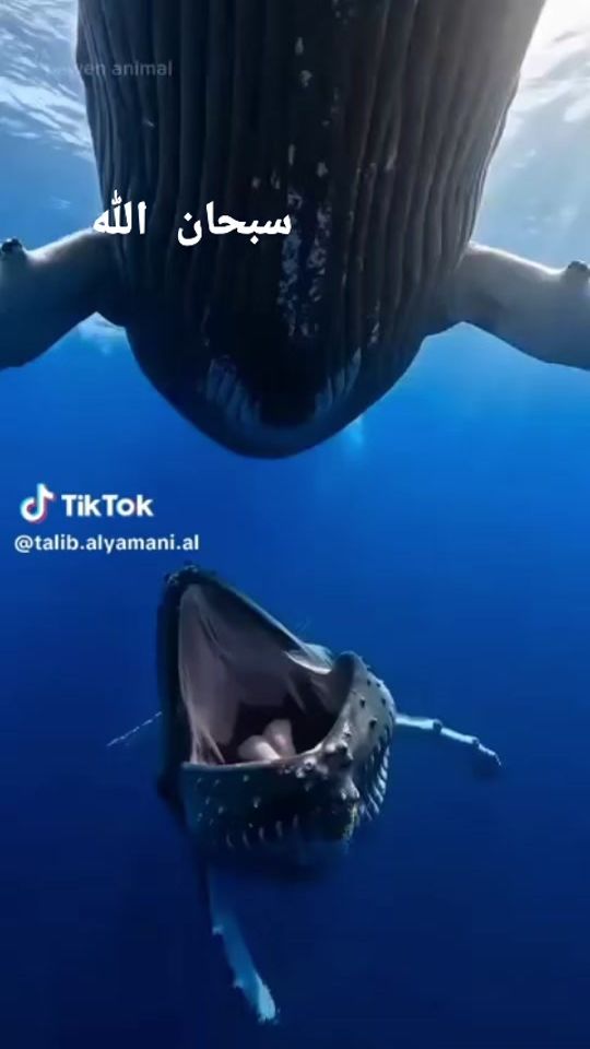 TikTok video thumbnail by lahsan.bairouk