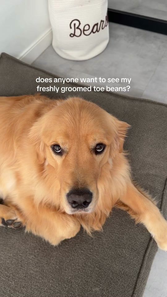 TikTok video thumbnail by bearsonberry