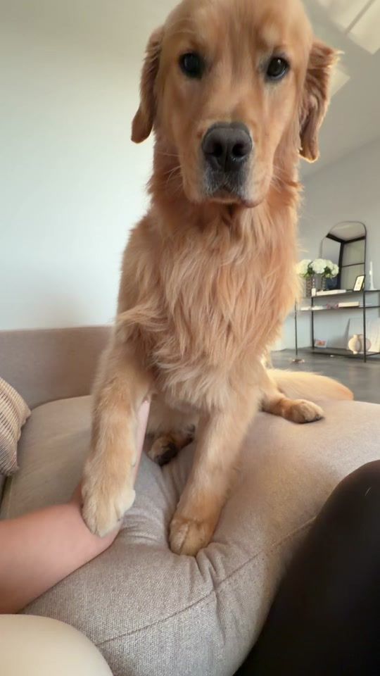 TikTok video thumbnail by bearsonberry