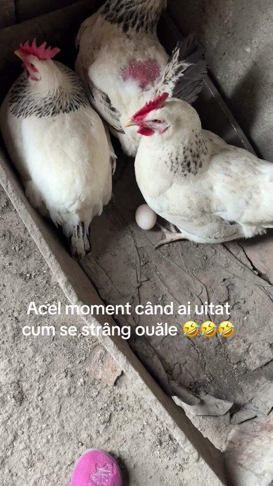 TikTok video thumbnail by lilianadrangoi