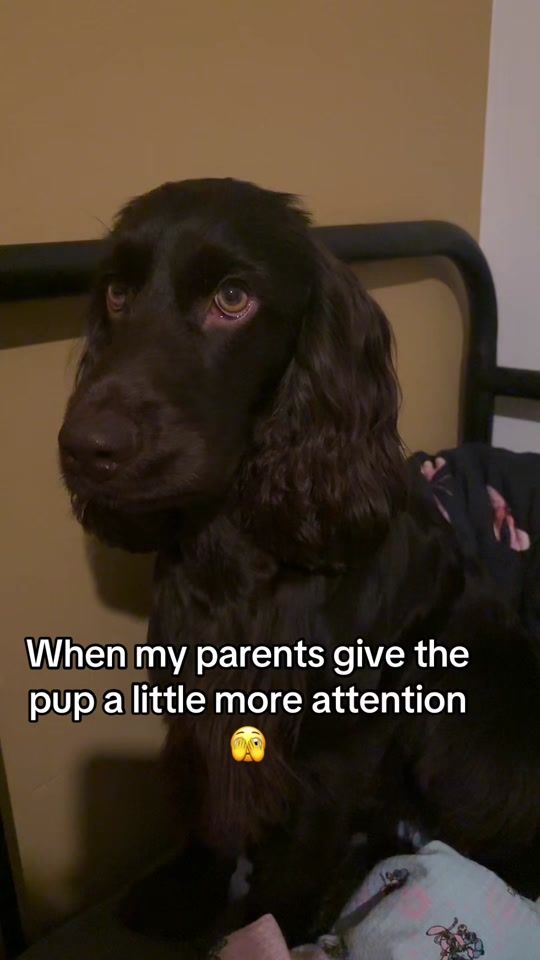 TikTok video thumbnail by koda.the.crazy