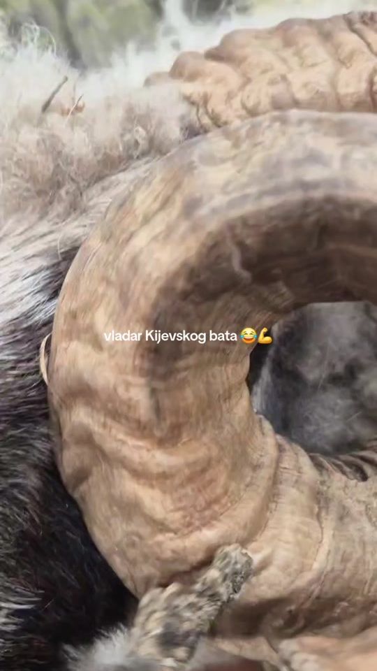 TikTok video thumbnail by dalibordzaja