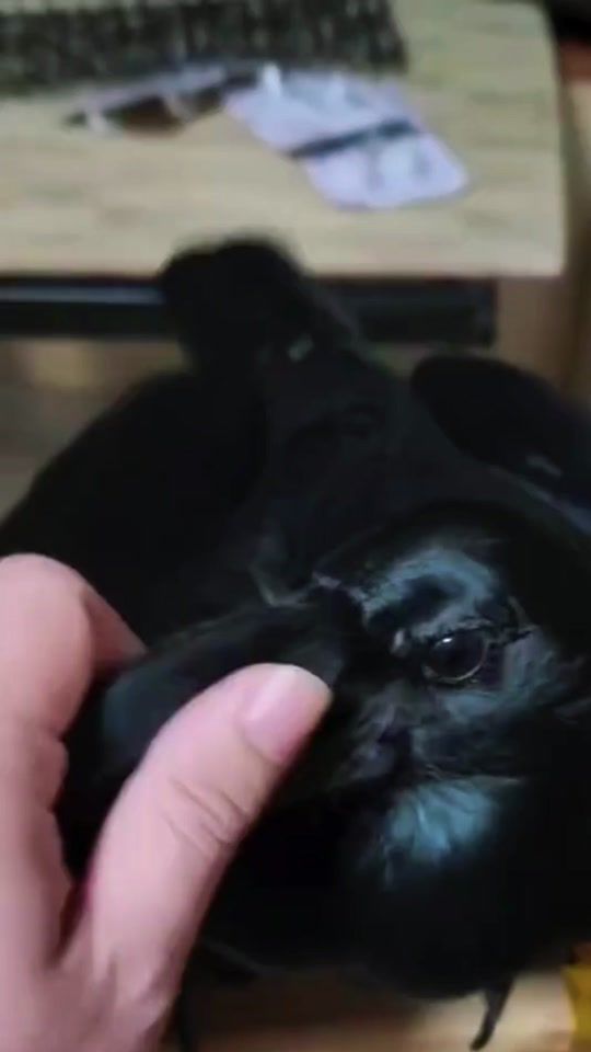 TikTok video thumbnail by sacai35