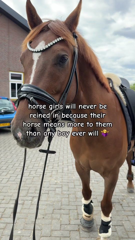 TikTok video thumbnail by veerlestofferhorses
