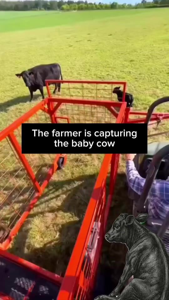 TikTok video thumbnail by vegan.f.t.a