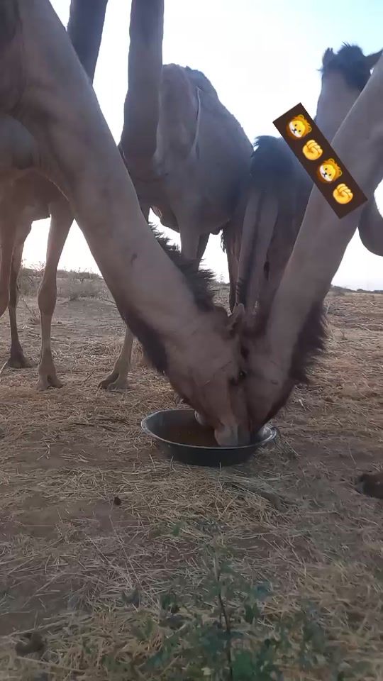 TikTok video thumbnail by user1037446619482
