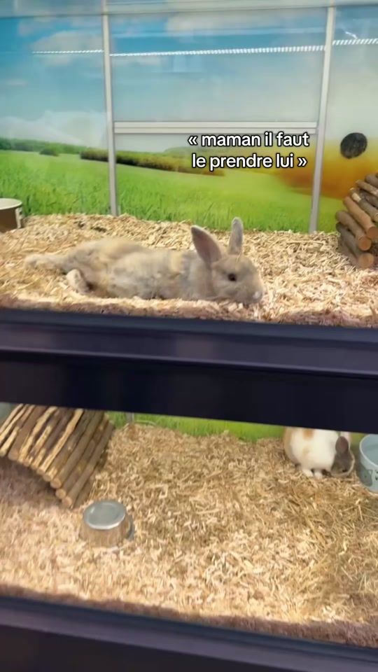 TikTok video thumbnail by lulucecdb