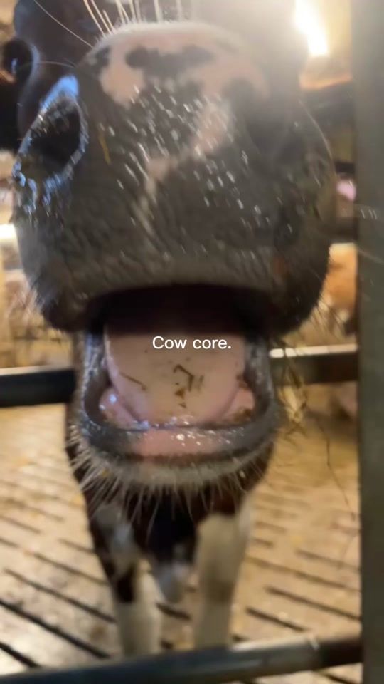 TikTok video thumbnail by brigitte.hengeveld