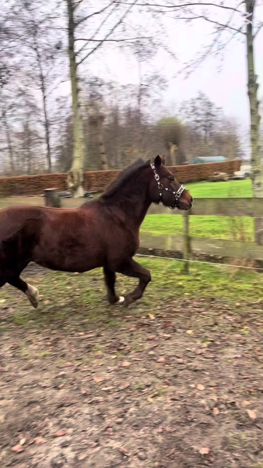 TikTok video thumbnail by equestrianxleah3