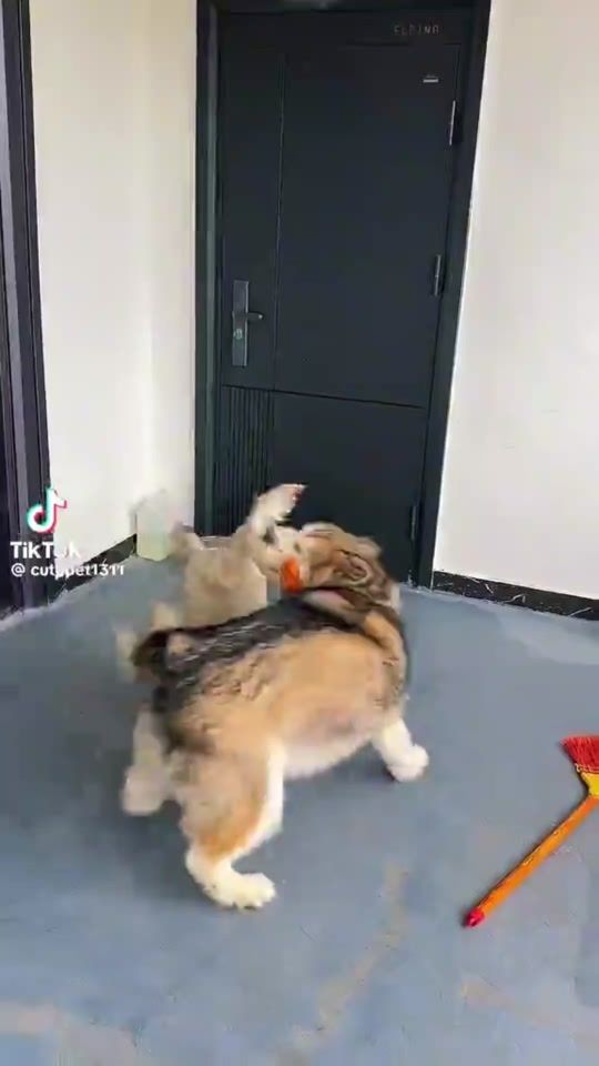 TikTok video thumbnail by hamadafadl179