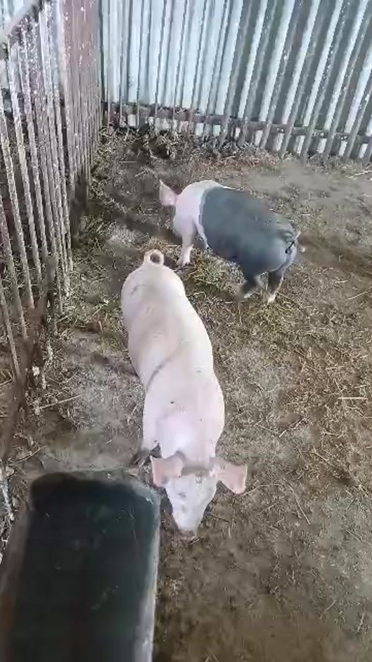 TikTok video thumbnail by igorburca0