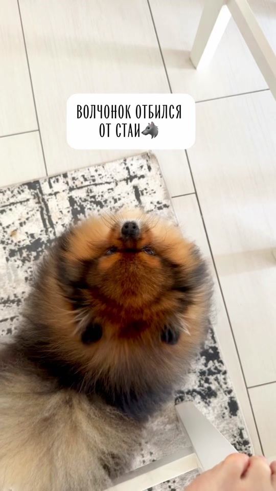 TikTok video thumbnail by tanja_mareev