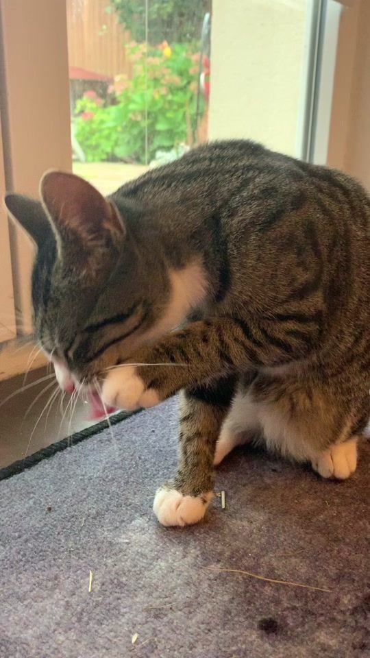 TikTok video thumbnail by josie_maggielittlecats