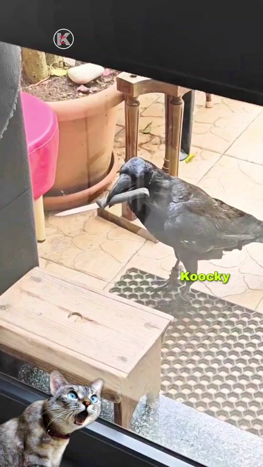 TikTok video thumbnail by koockykha