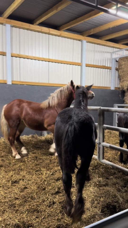 TikTok video thumbnail by fusiarz_horses