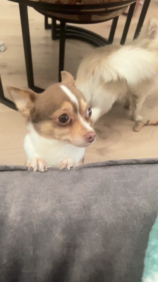 TikTok video thumbnail by red.dragon37