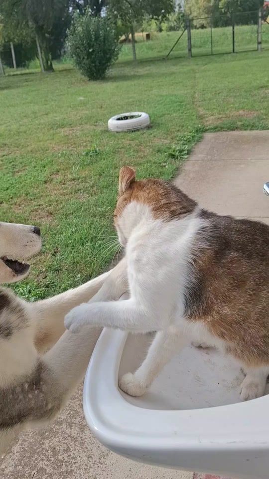TikTok video thumbnail by mirelatkalec6