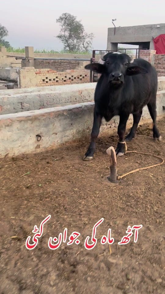 TikTok video thumbnail by vet.dr.mohsin4800
