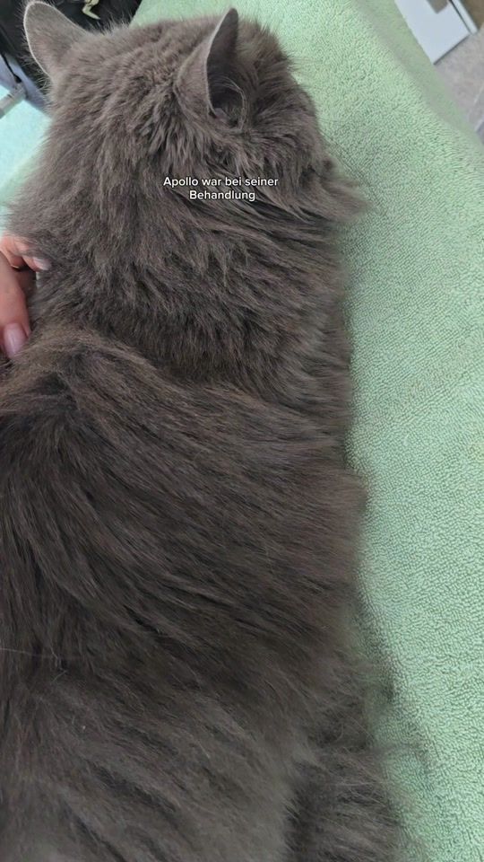 TikTok video thumbnail by apollo_und_cosmo
