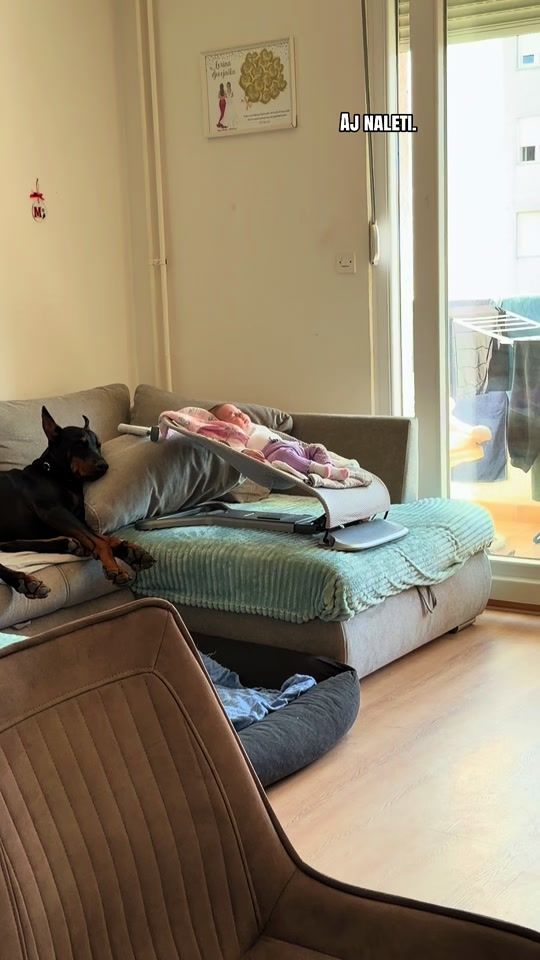 TikTok video thumbnail by pablo.the.doberman