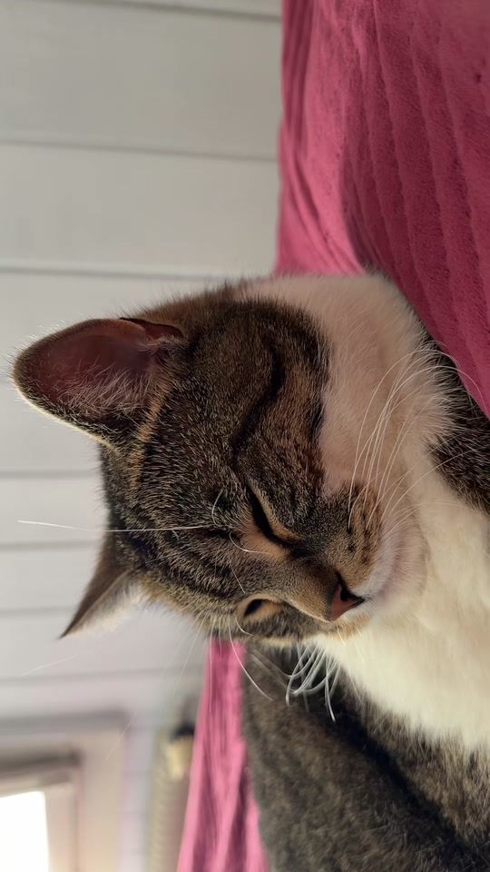 TikTok video thumbnail by dragalele