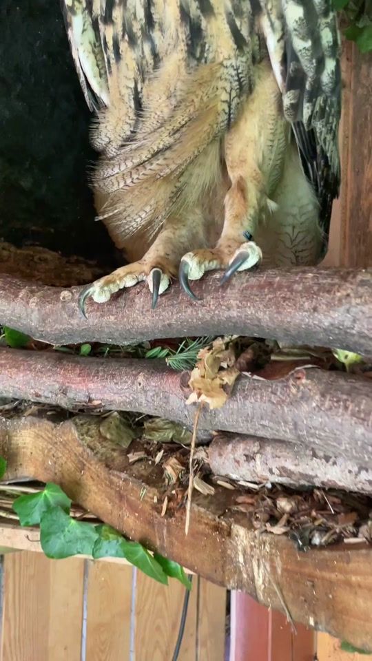 TikTok video thumbnail by owljaga