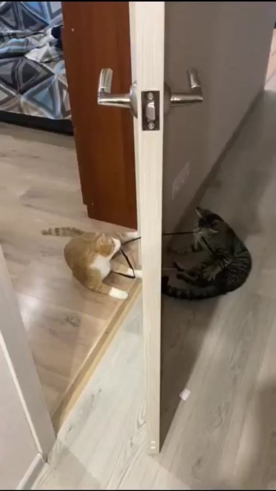 TikTok video thumbnail by tiktokcutcats