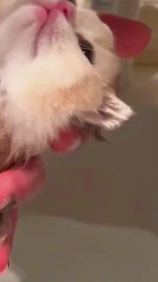 TikTok video thumbnail by sacai35