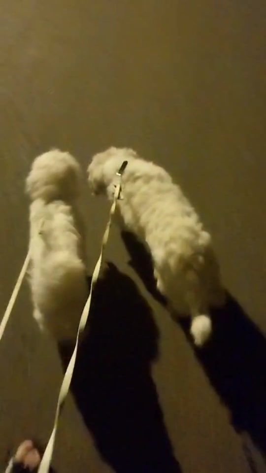 TikTok video thumbnail by ich_bin_dodo