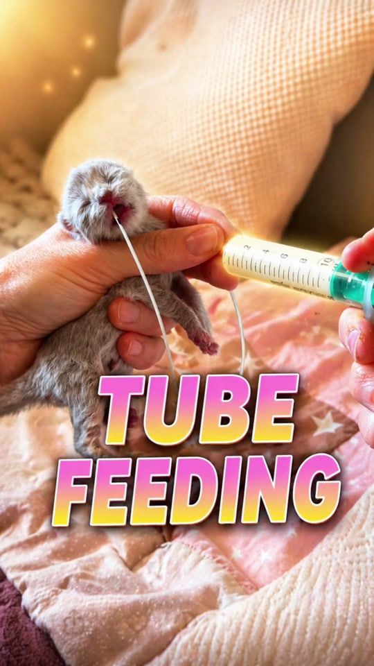 TikTok video thumbnail by jayas_cats