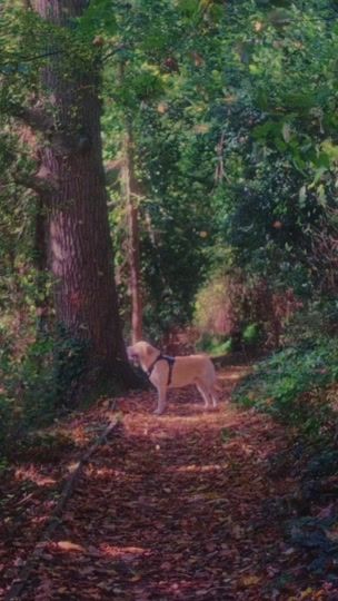 TikTok video thumbnail by lenosnaps