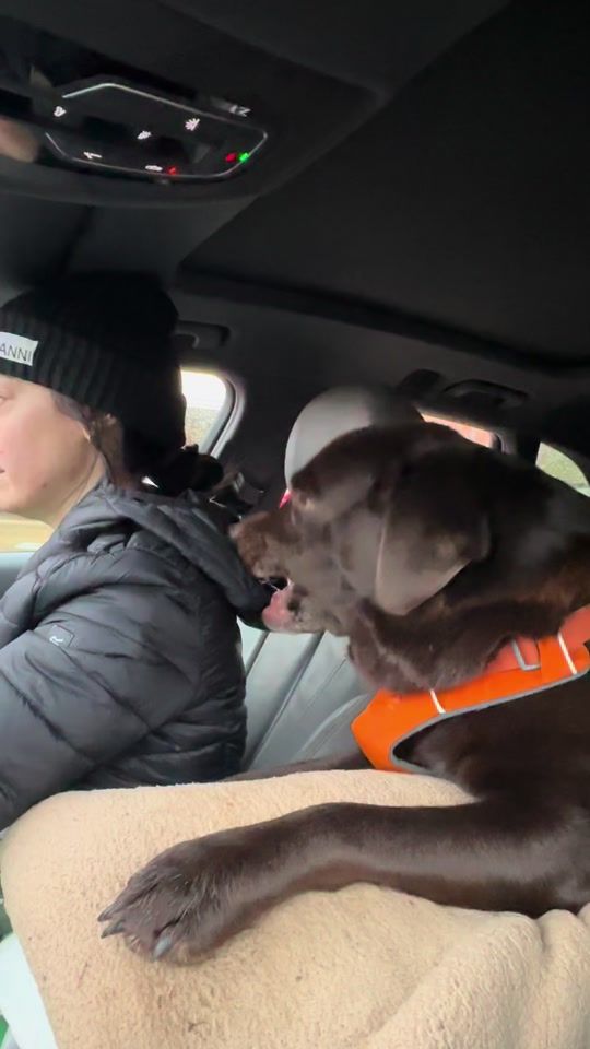 TikTok video thumbnail by mylabrachildren