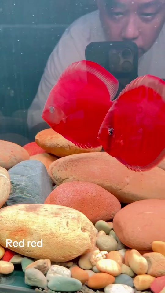 TikTok video thumbnail by discussfishs