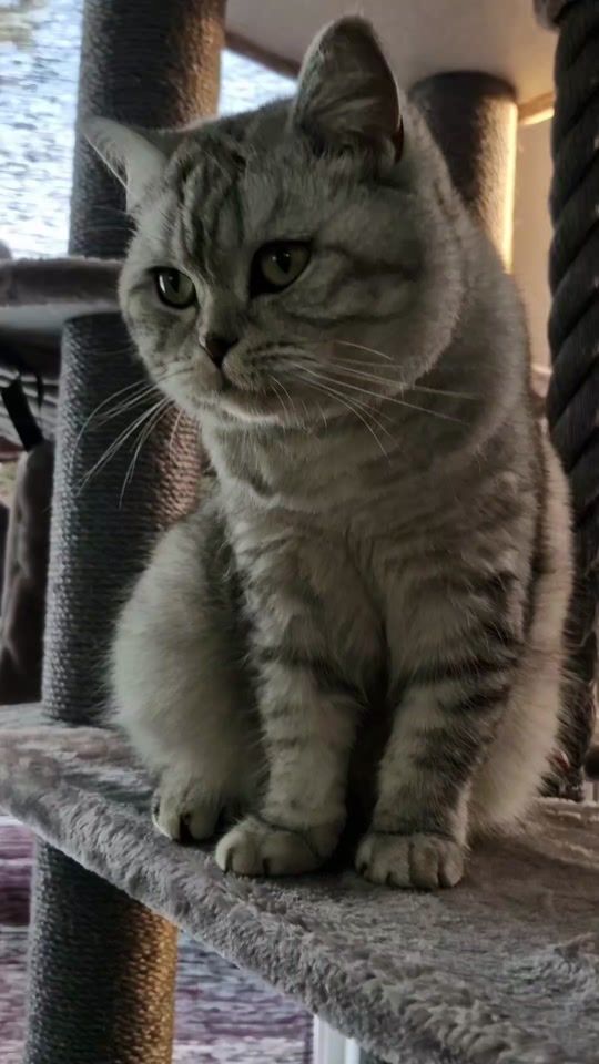 TikTok video thumbnail by snakjes