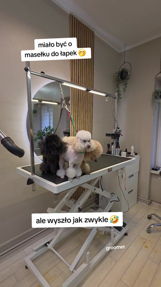 TikTok video thumbnail by pawelgroomer