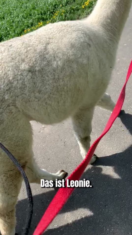 TikTok video thumbnail by tre_alpacas