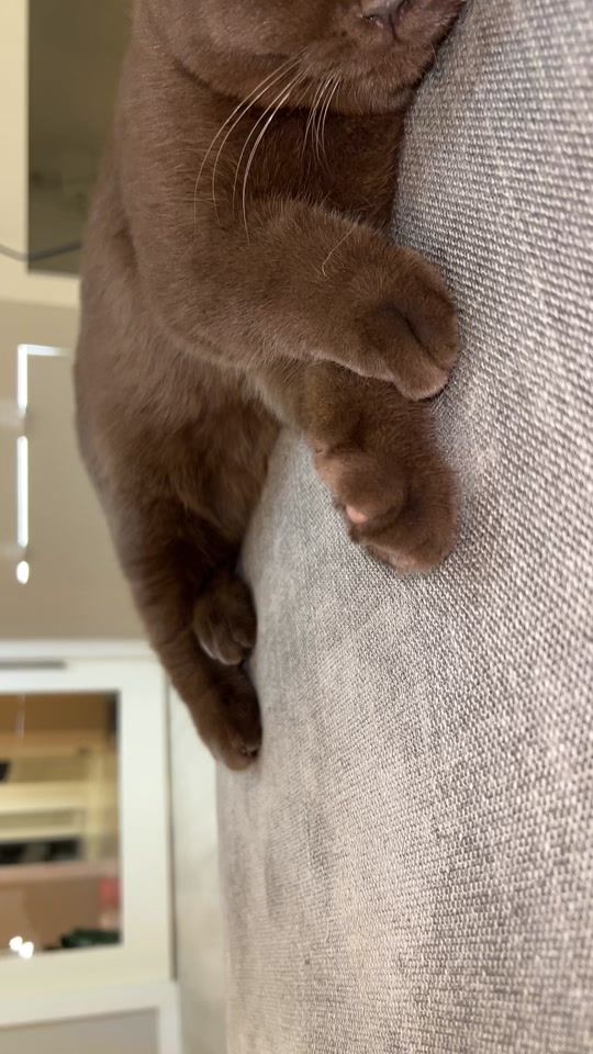 TikTok video thumbnail by louisthebear_