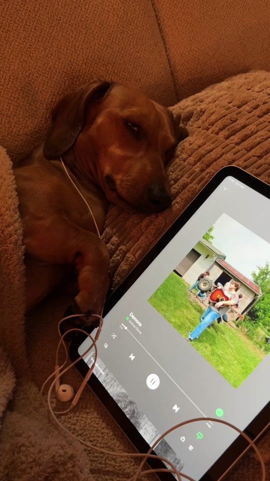 TikTok video thumbnail by wienerdogbruno