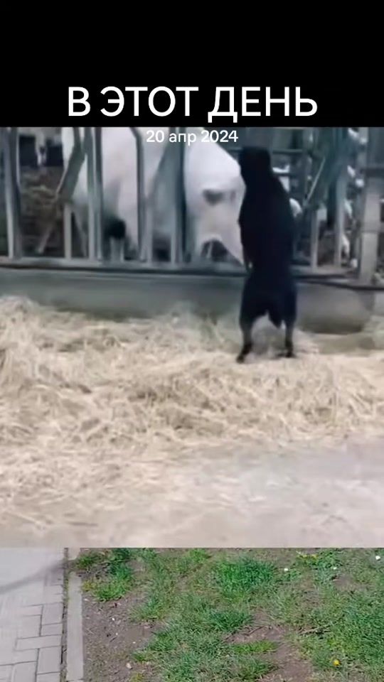 TikTok video thumbnail by dakiffa777