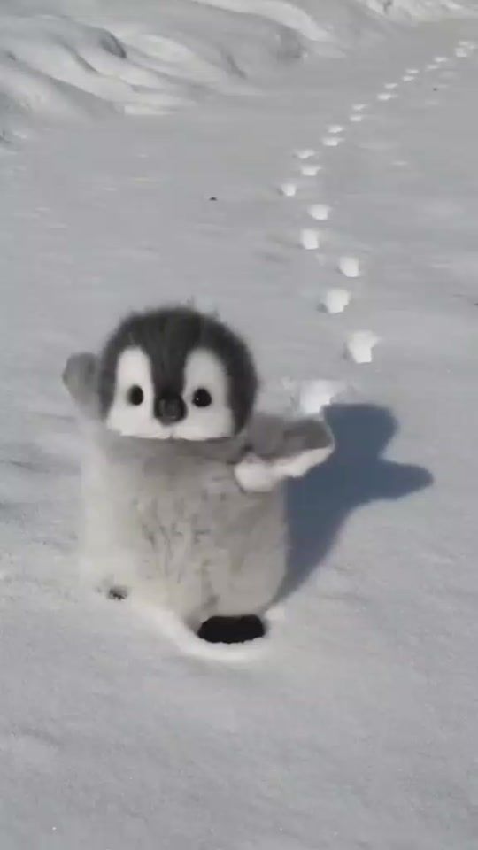 TikTok video thumbnail by sedatzekirov5